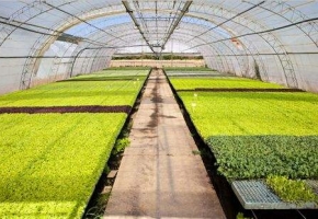 關于智慧農業物聯網解決方案的常見問題