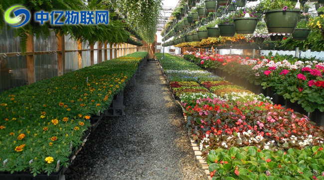 電信物聯卡是如何應用到智慧農業大棚的? 電信物聯卡是如何應用到智慧農業大棚的?