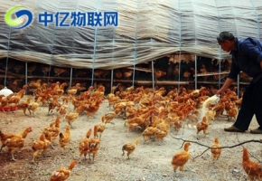 怎么管理好養殖畜牧業？移動物聯卡實現畜牧業轉型升級