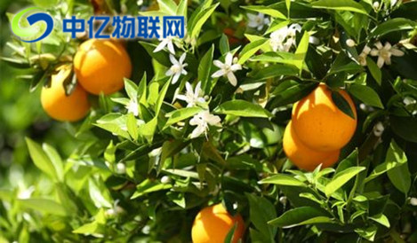 智能榨汁機(jī)物聯(lián)網(wǎng)卡優(yōu)勢(shì)在哪？為什么這么方便？