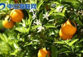 智能榨汁機(jī)物聯(lián)網(wǎng)卡優(yōu)勢(shì)在哪？為什么這么方便？