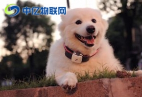 什么是寵物定位物聯(lián)網(wǎng)卡？寵物定位用哪種物聯(lián)卡好？
